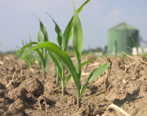 Con il biogas si semplifica l’uso dei reflui zootecnici