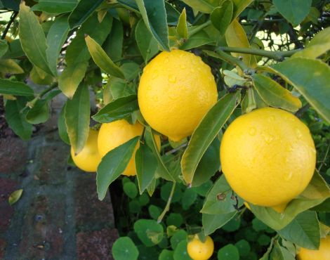 Il miracolo agricolo della costa di Almeria