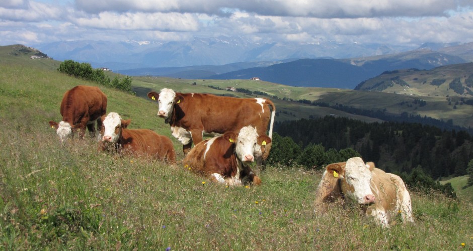 I benefici per la salute dell’allevamento a erba GrassFed