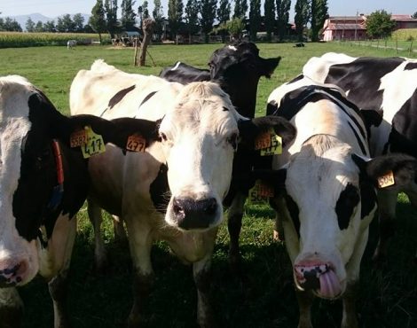 La bufala dei 15000 litri di acqua per kg di carne bovina