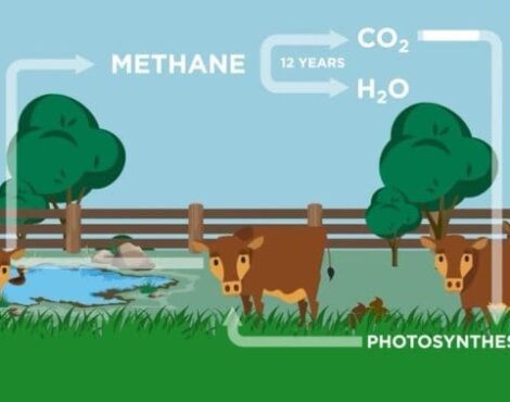 La bufala dei 15000 litri di acqua per kg di carne bovina
