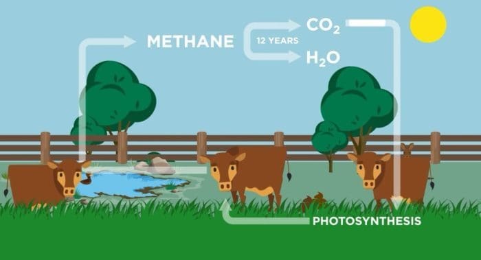 Valorizzare la cattura del carbonio nella produzione agricola zootecnica